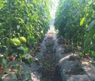 奥仁格管道：吉林热浸塑涂塑钢管驱动金丰现代农业园GRS高效节能温室革命